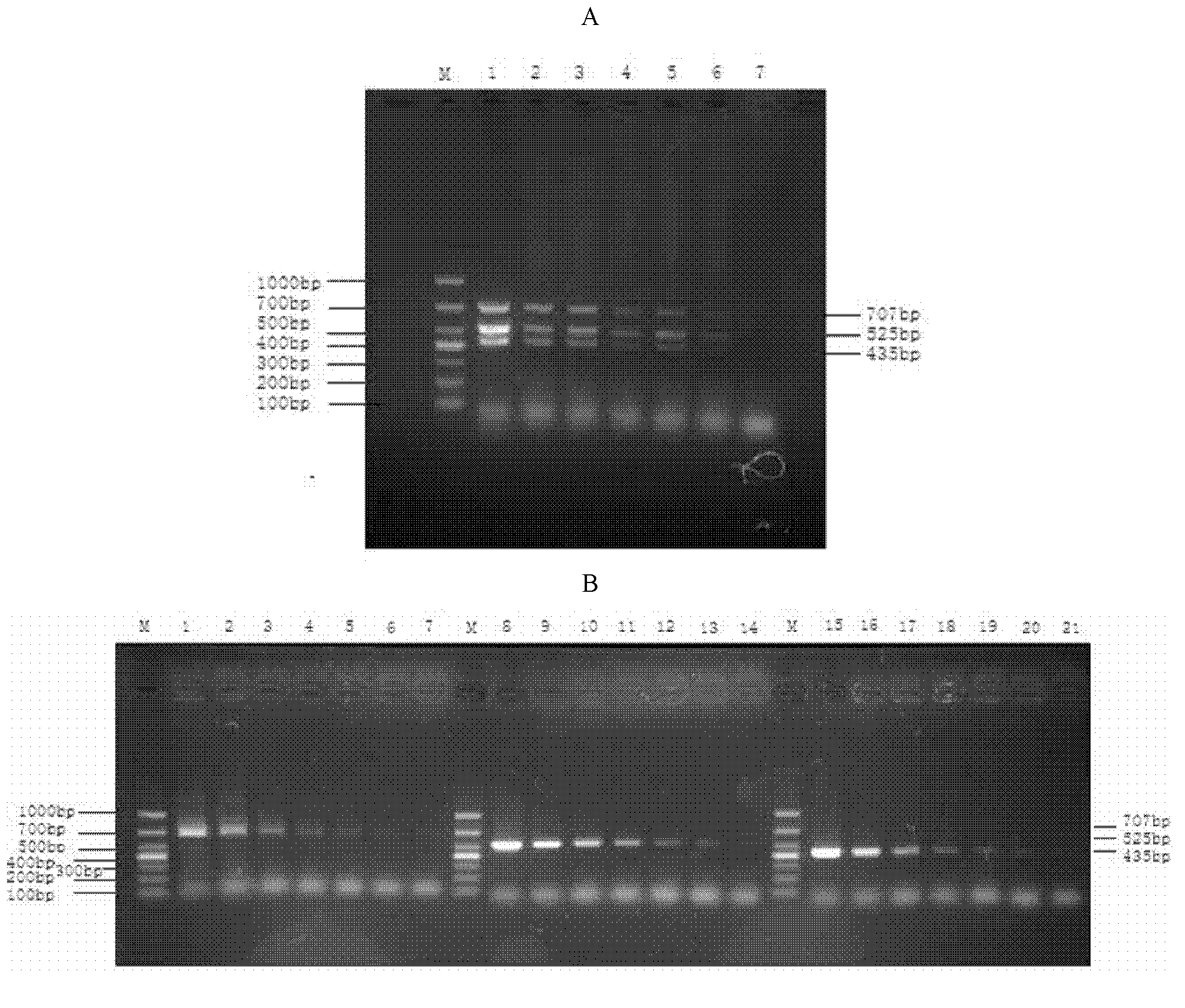 Reverse transcription-polymerase chain reaction (RT-PCR) detection for porcine reproductive and respiratory syndrome virus and classical swine fever virus and special primers for same