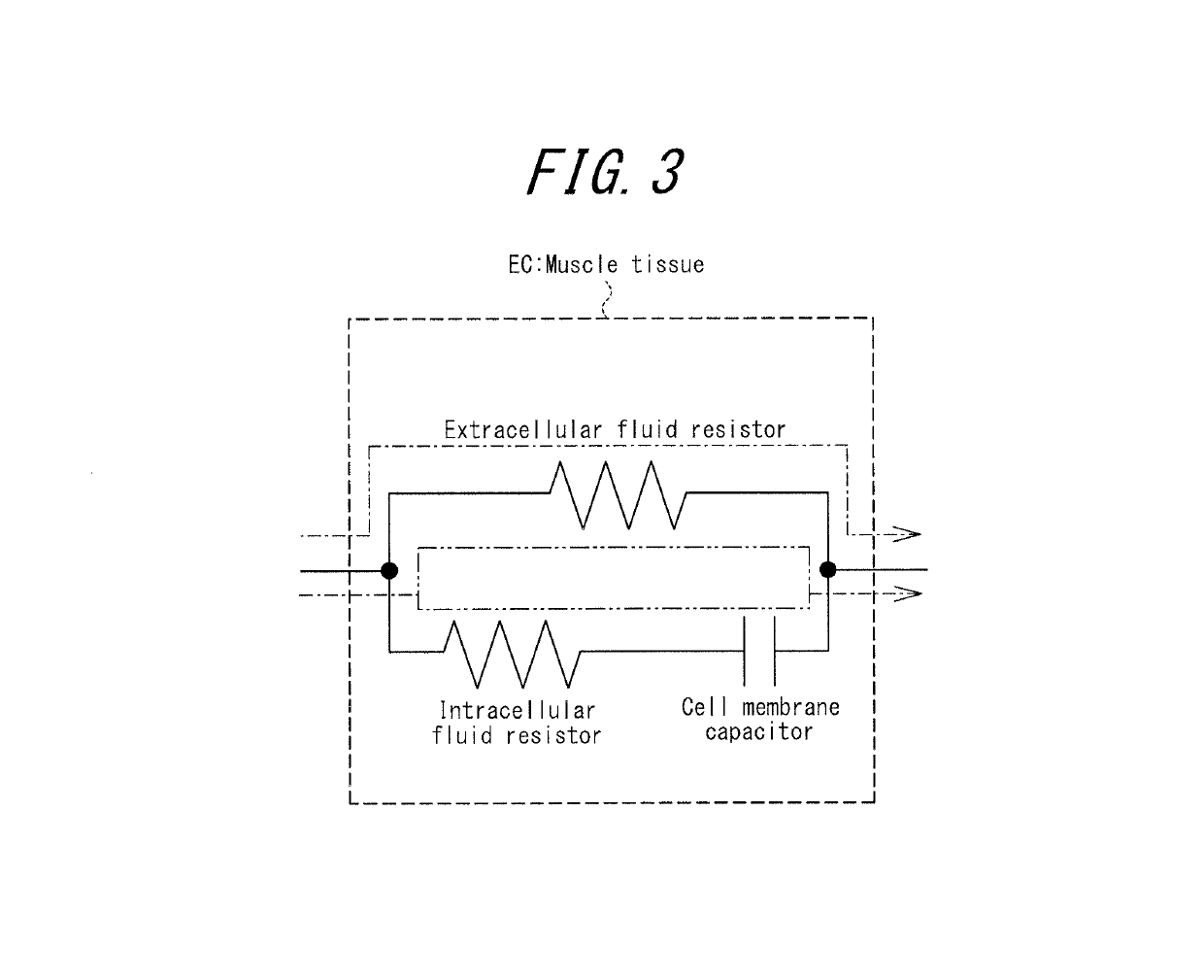 Apparatus for assessing muscle quality