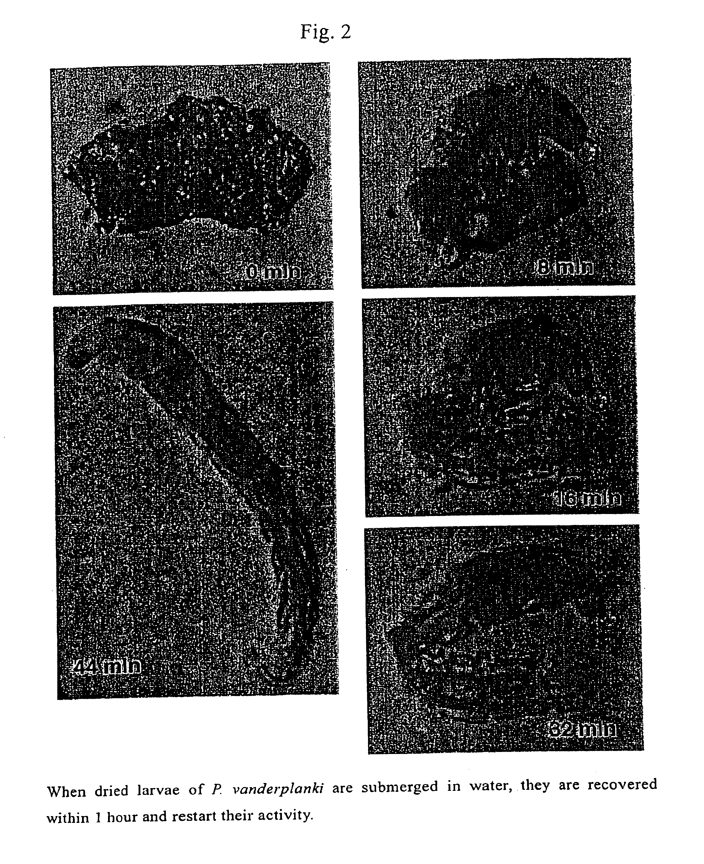 Method for dry-preserving multicellular organism tissue at ordinary temperatures