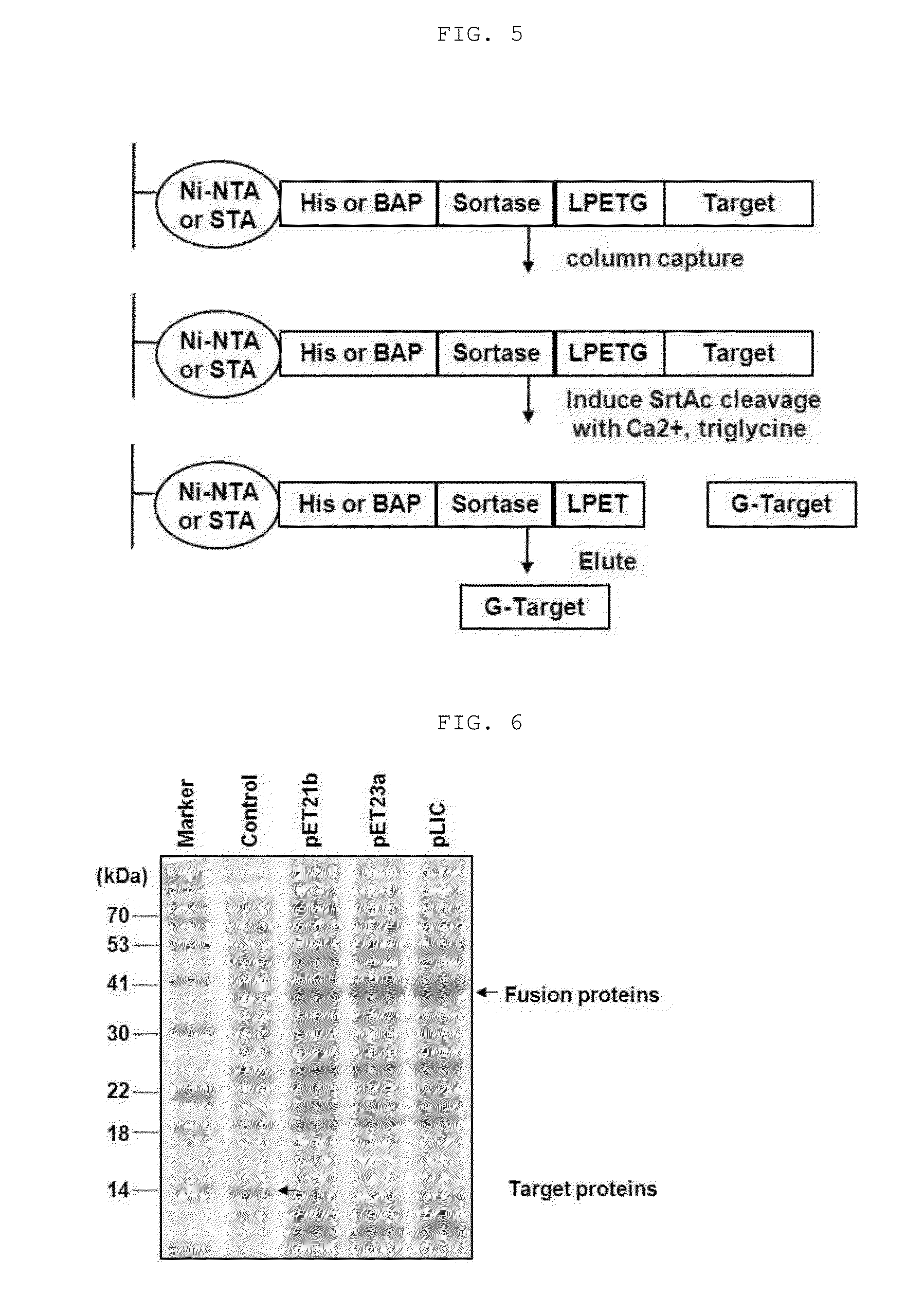 Method for refining protein including self-cutting cassette and use thereof