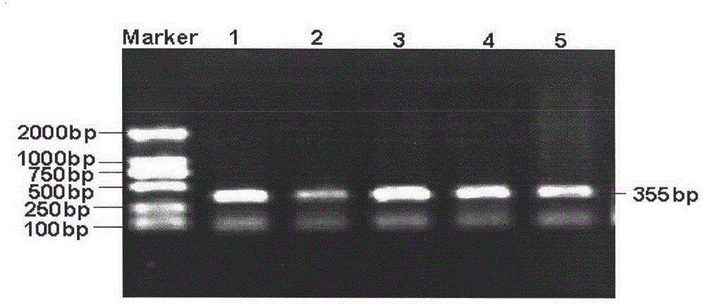 Single Nucleotide Polymorphism Site of Cattle wnt10b Gene and Its Detection Method