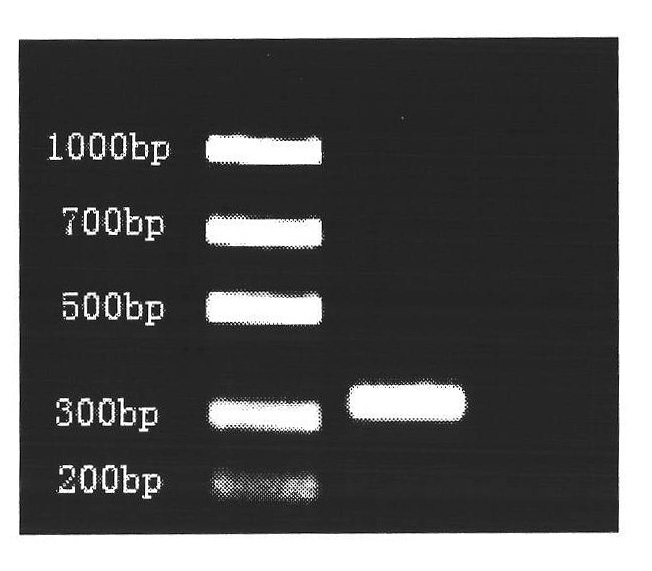 Legionella pneumophilia test kit and application thereof