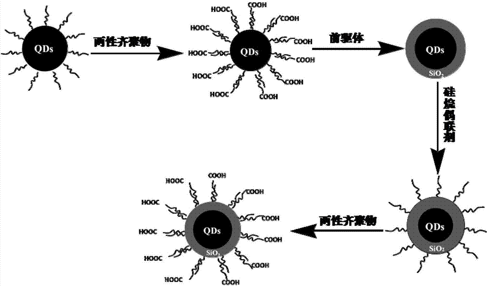 Novel synthesis method for multilayer protection hyperstable water-soluble single fluorescent quantum dot and fluorescent microsphere