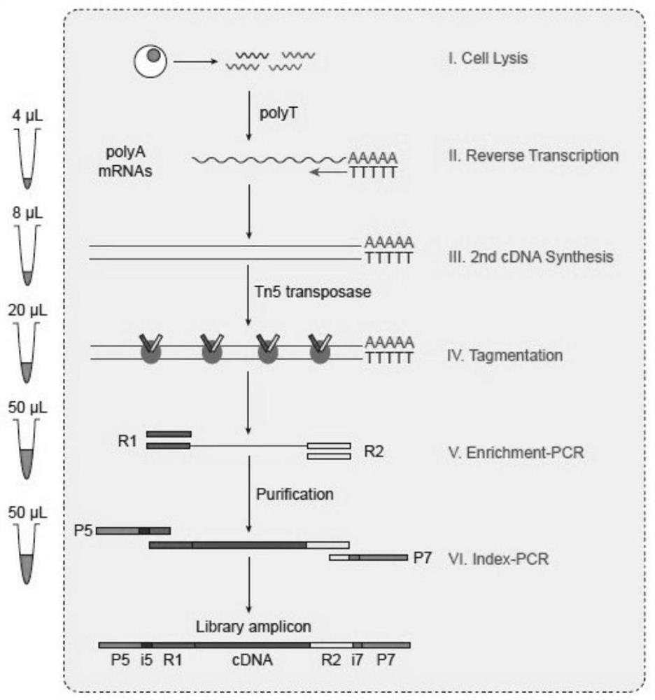 Construction method of single cell transcriptome sequencing library and applications thereof