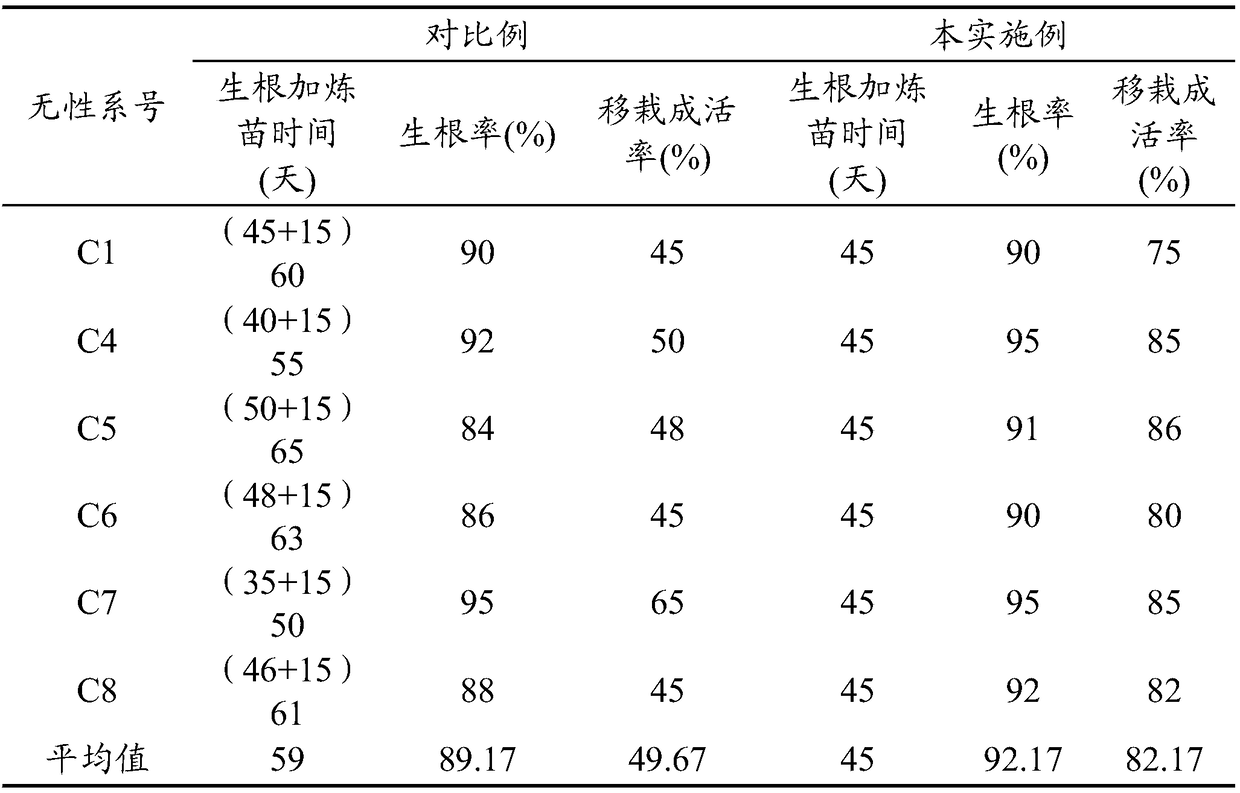 Method for Rooting Cultivation and Hardening of Chinese Fir Tissue Cultured Seedlings