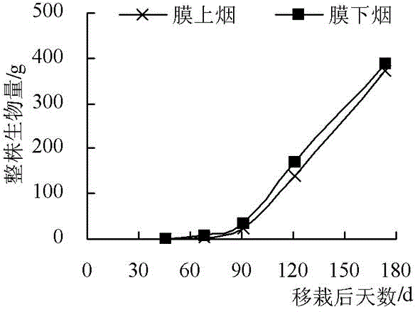 Flue-cured tobacco cultivation method fitting in with geographical characteristics of fen-flavor tobacco producing area