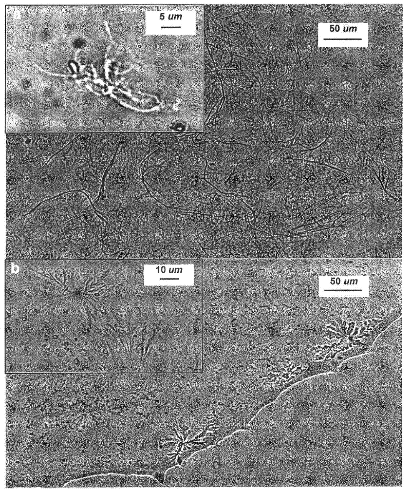 Superabsorbent polymer composite comprising a superabsorbent polymer and cellulosic nanofibrils