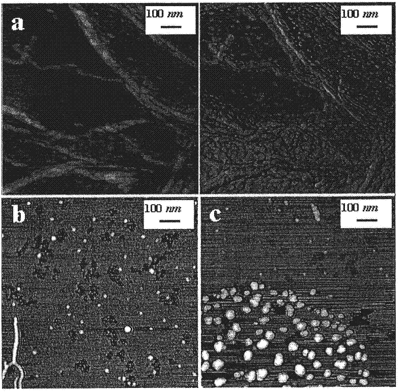 Superabsorbent polymer composite comprising a superabsorbent polymer and cellulosic nanofibrils