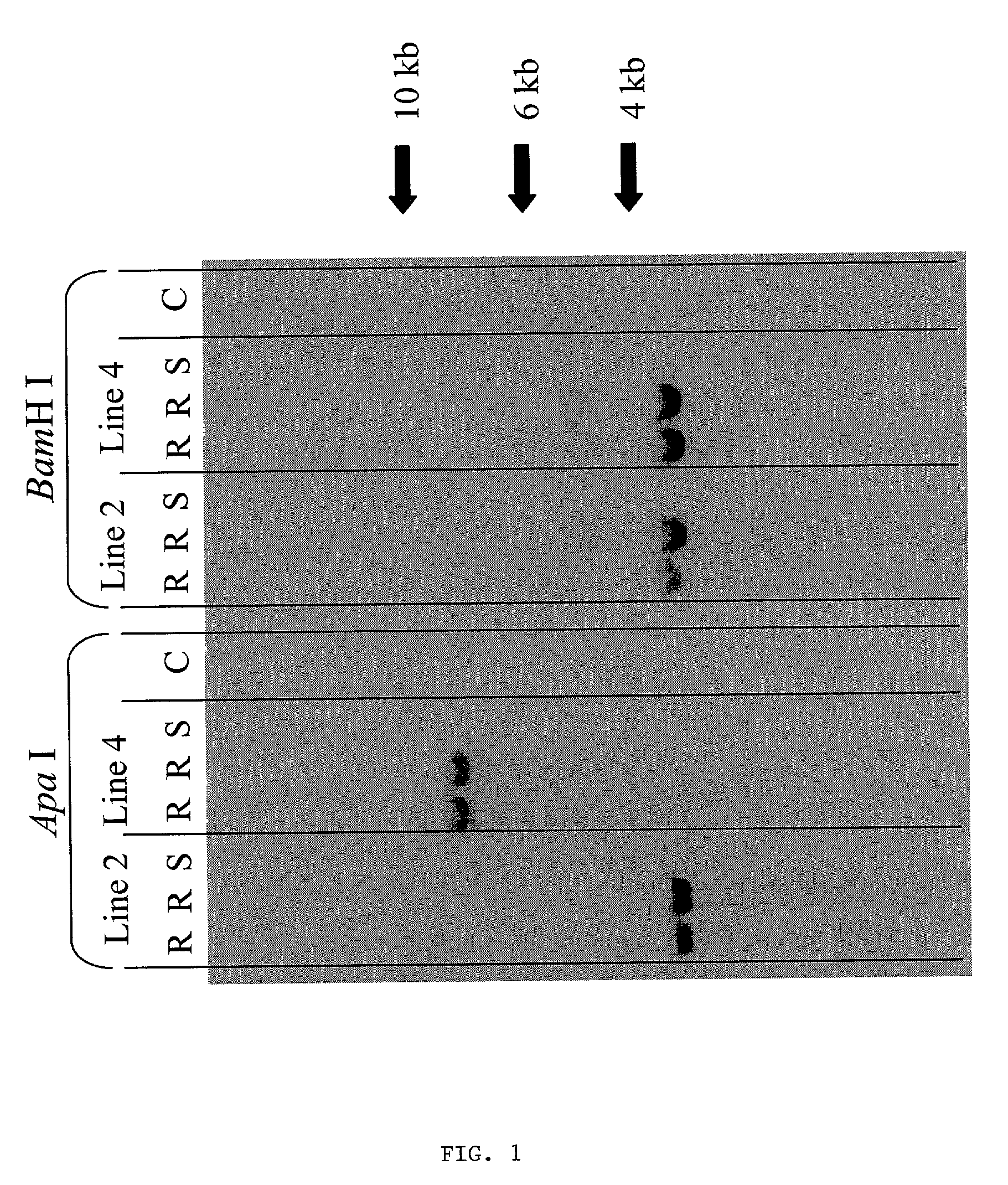 Methods and means for producing barley yellow dwarf virus resistant cereal plants