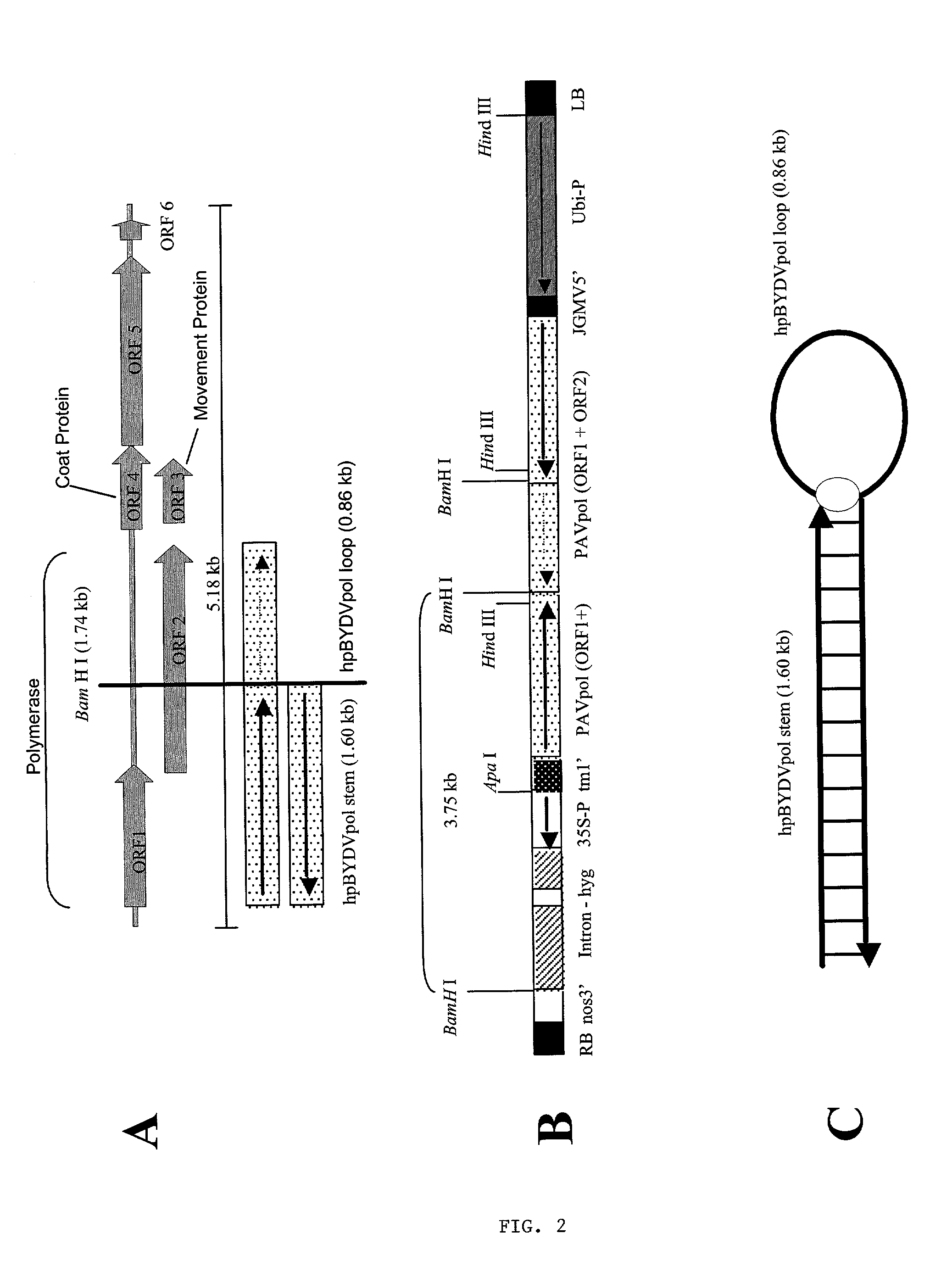 Methods and means for producing barley yellow dwarf virus resistant cereal plants