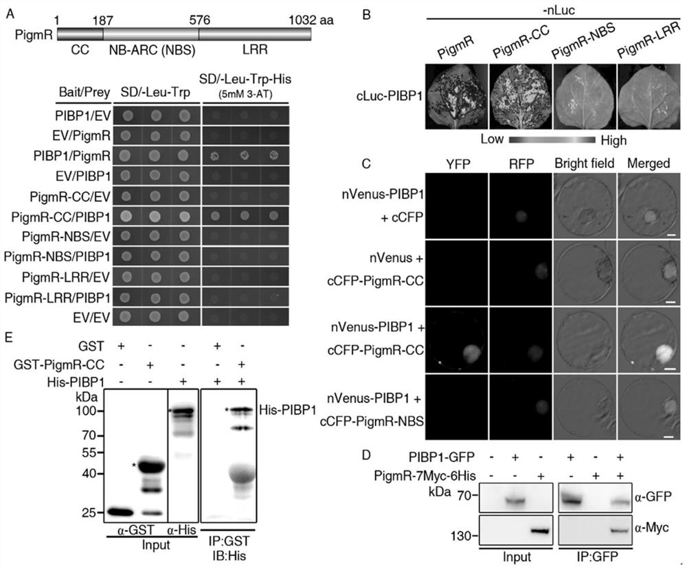 Transcription factor for enhancing broad-spectrum disease resistance of plants and application