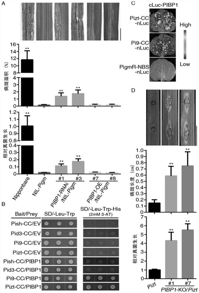 Transcription factor for enhancing broad-spectrum disease resistance of plants and application