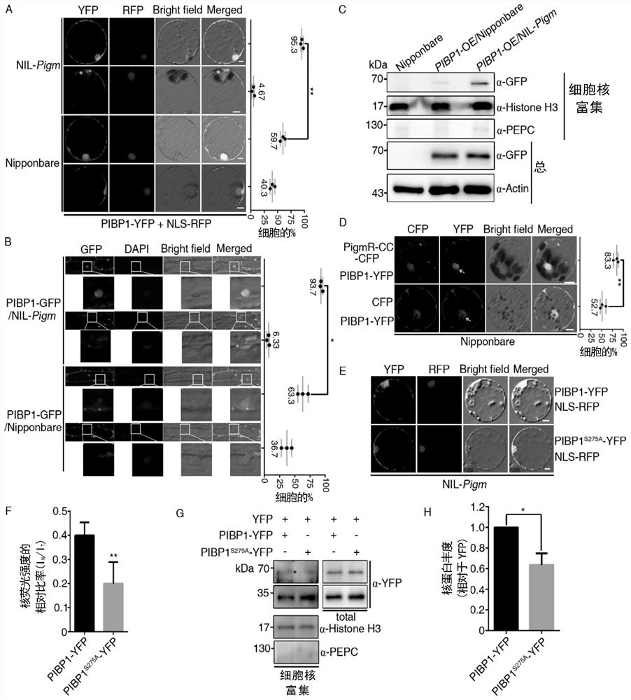 Transcription factor for enhancing broad-spectrum disease resistance of plants and application