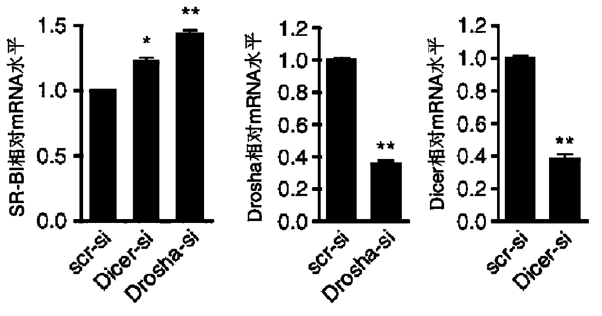 Application of microRNA or inhibitor thereof to lipid metabolism regulation