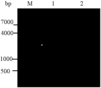 A kind of anti-human multidrug resistance protein fab antibody and preparation method thereof