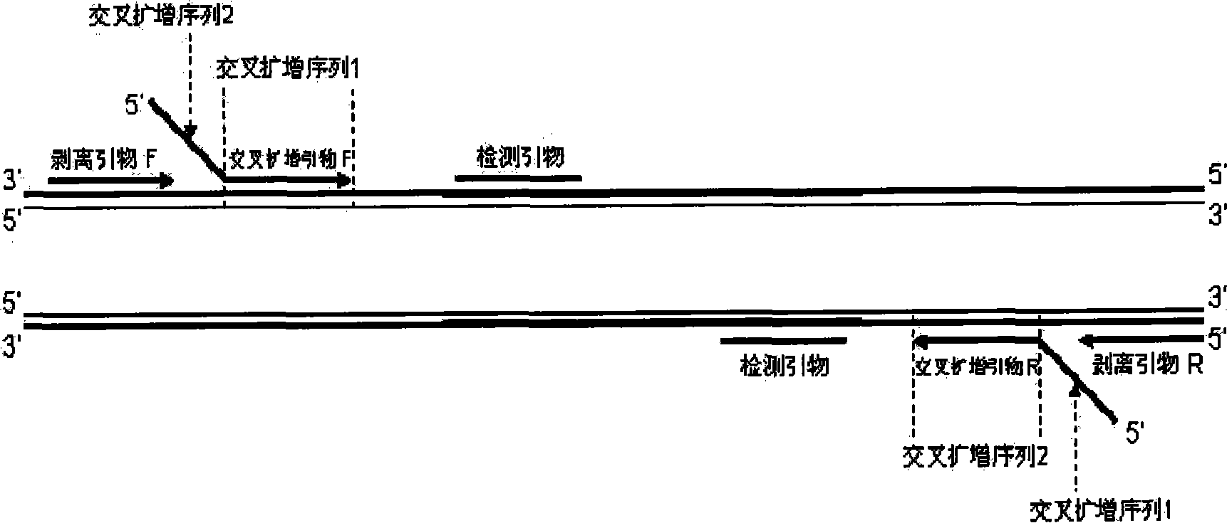 Method for amplifying target nucleic acid sequence by using cross primer and kit for amplifying target nucleic acid sequence and application thereof