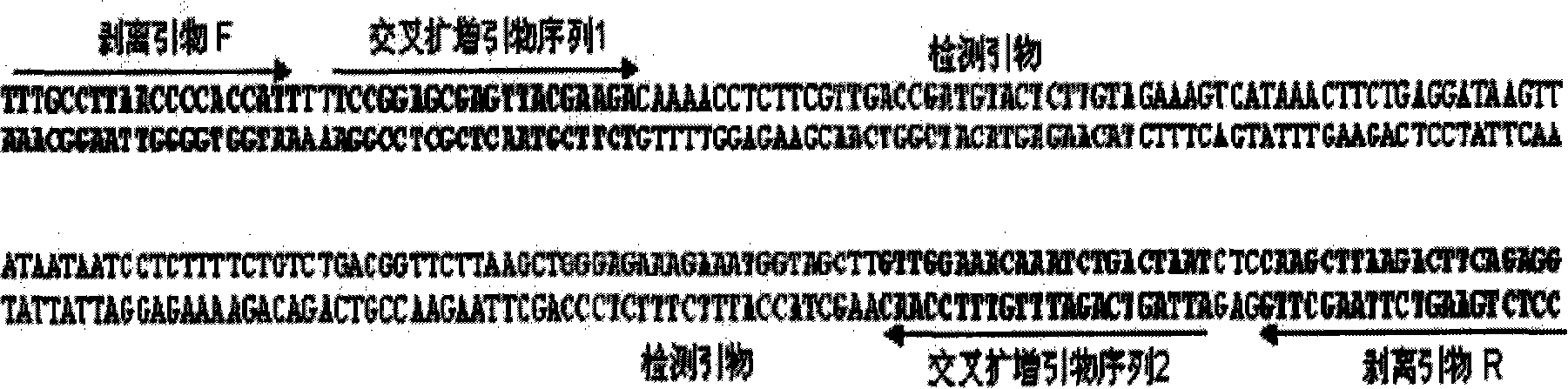 Method for amplifying target nucleic acid sequence by using cross primer and kit for amplifying target nucleic acid sequence and application thereof