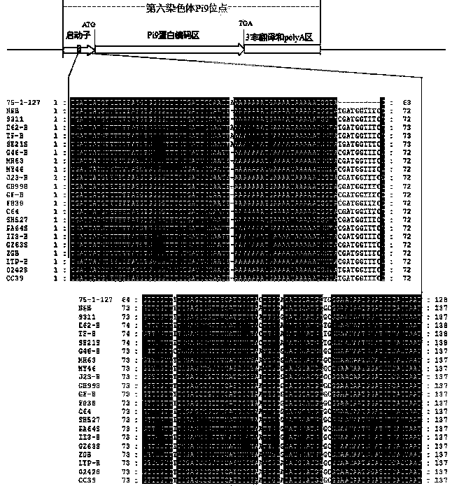 Functional molecular marker for rice anti-blast gene Pi9 and application thereof