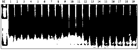 Functional molecular marker for rice anti-blast gene Pi9 and application thereof