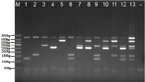 A kind of multiple PCR primers and method for rapid identification of cockroach species