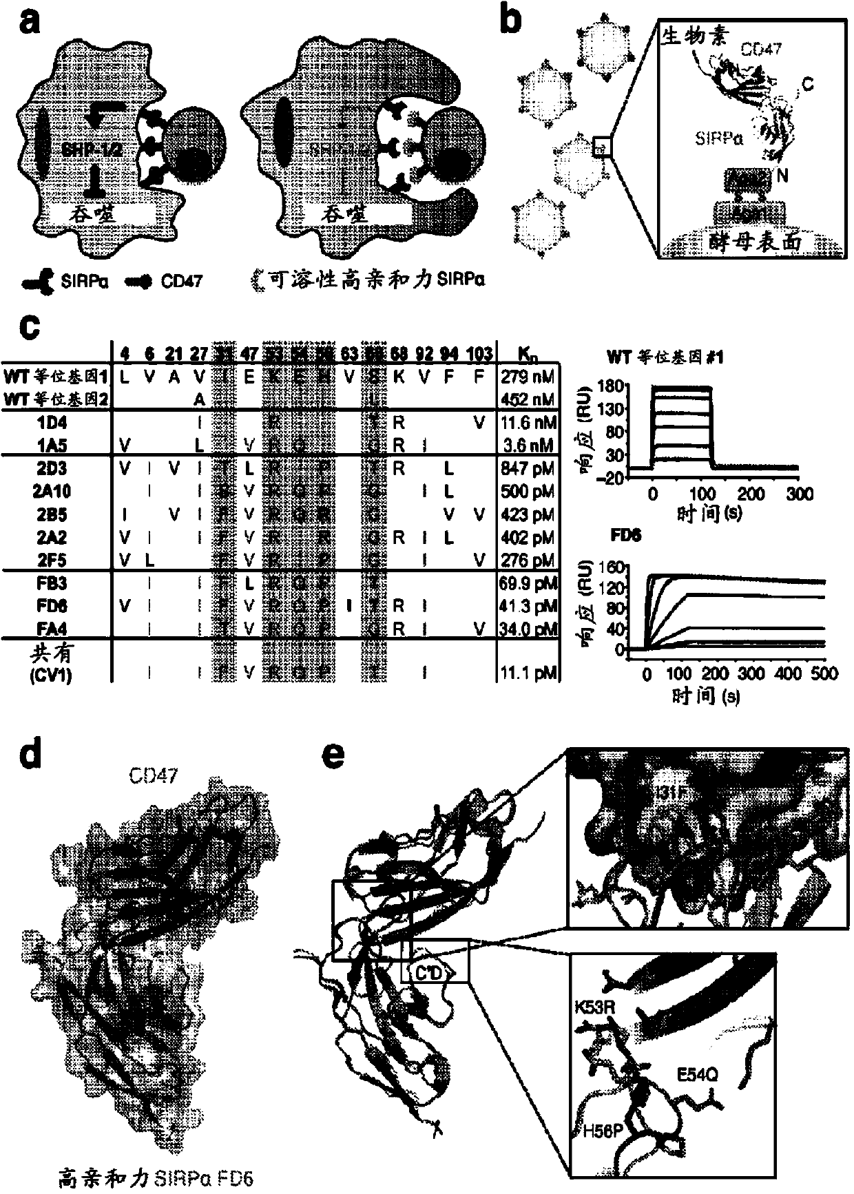 High affinity sirp-alpha reagents