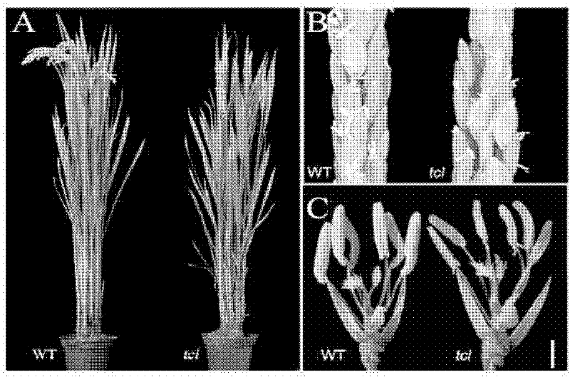 Application of a vector with male-sterile gene TCL