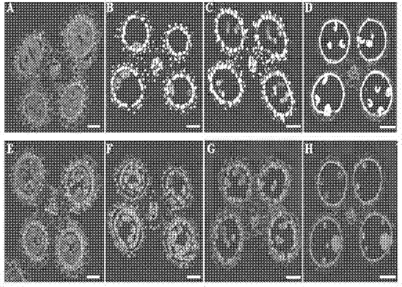 Application of a vector with male-sterile gene TCL