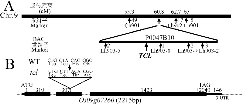 Application of a vector with male-sterile gene TCL