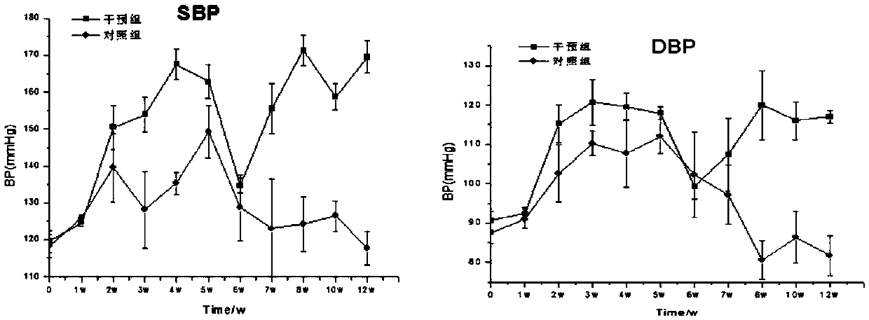 Establishment method and application of novel rat hypertension model