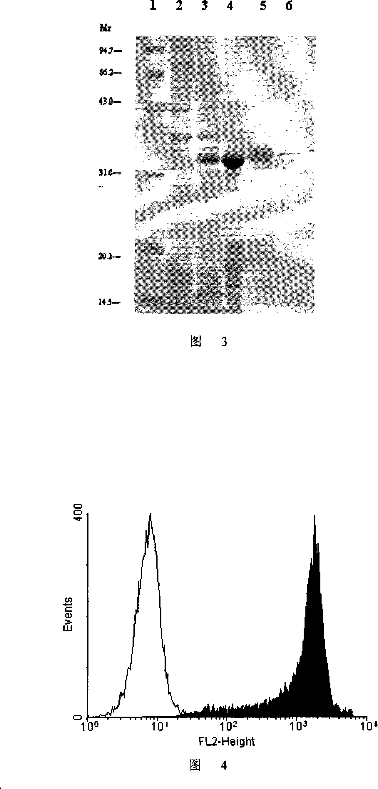 Streptavidin-interleukins 2 fusion protein