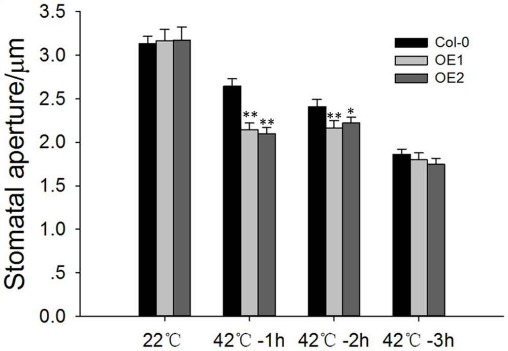 Application of maize mitogen-activated protein kinase gene zmmpk20 in regulation of stomatal movement and plant heat tolerance