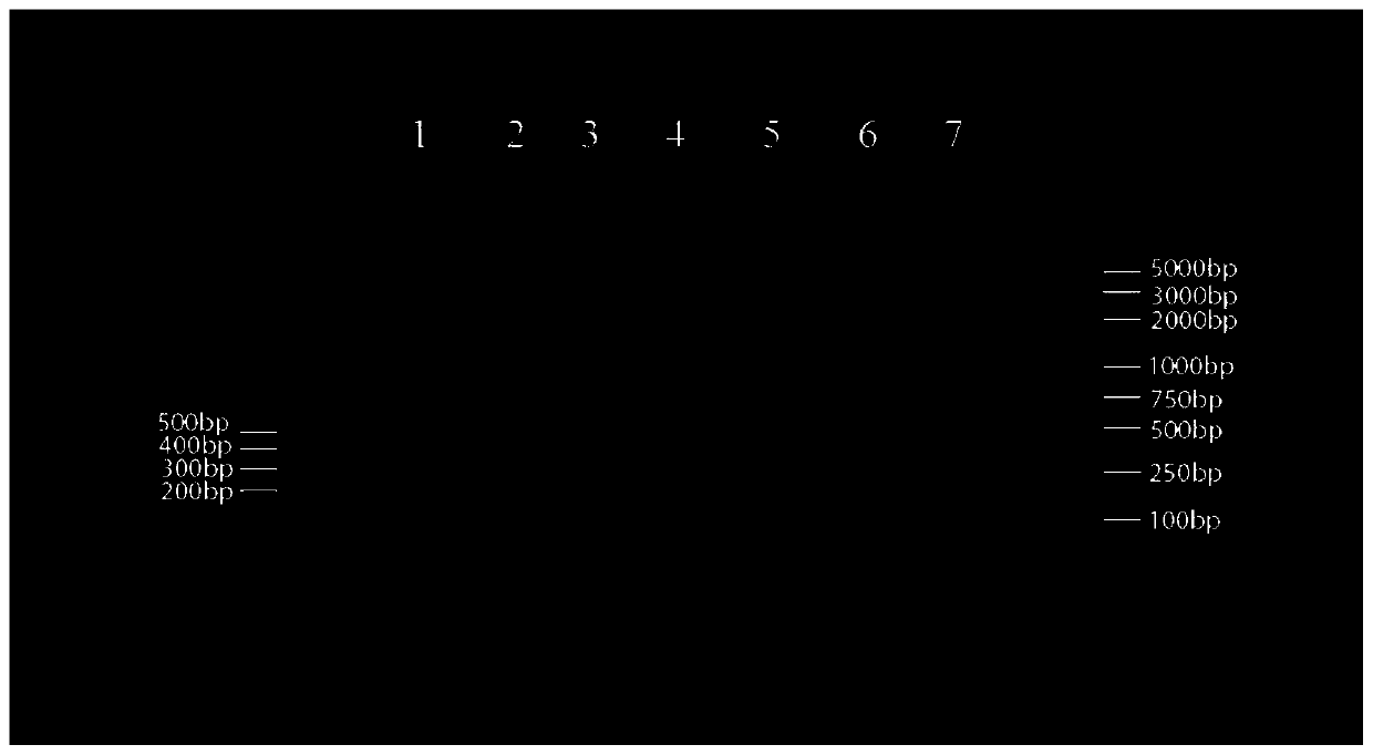 Drug containing tacrine, preparation method for drug, pharmaceutical composition and application of drug