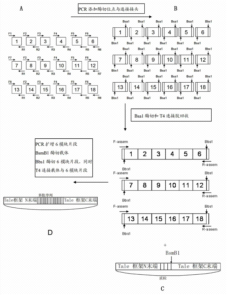 A pair of transcription activator like effector nucleases of L3 and R1 and a coding gene and an application thereof