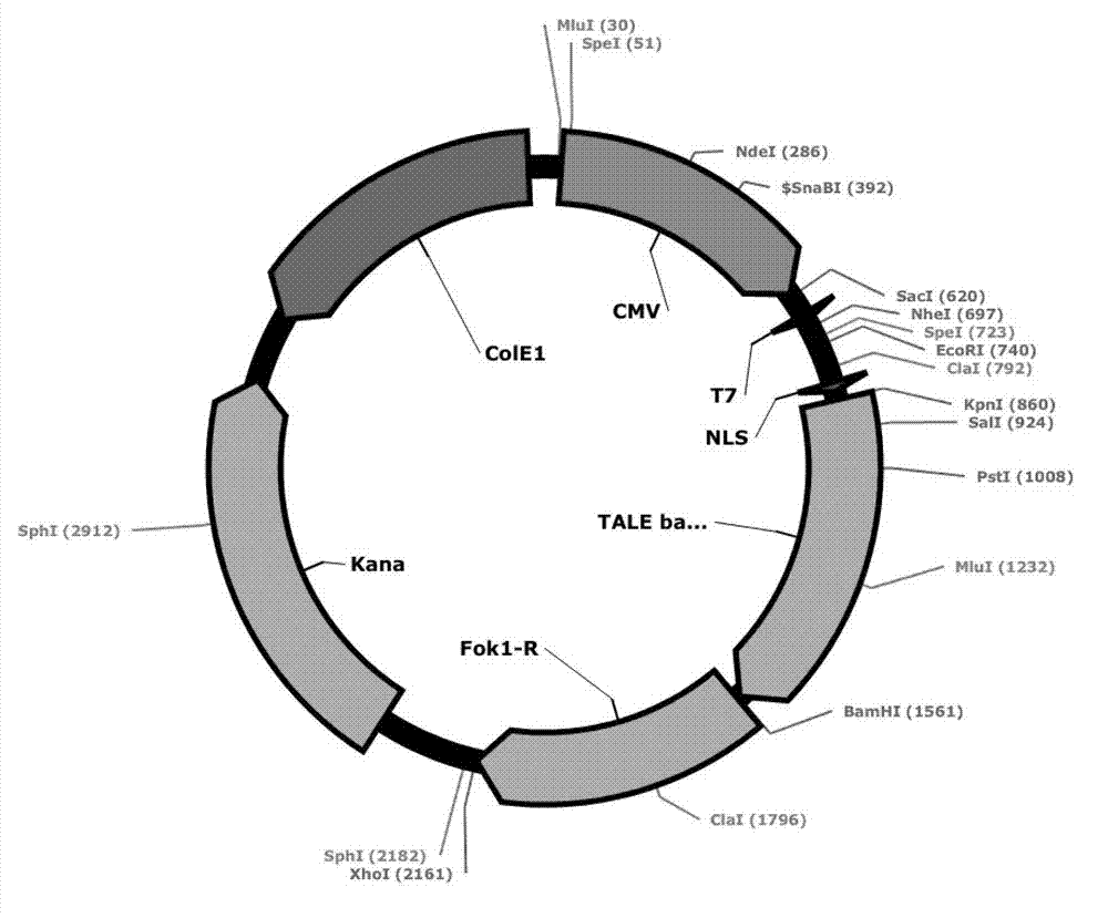 A pair of transcription activator like effector nucleases of L3 and R1 and a coding gene and an application thereof