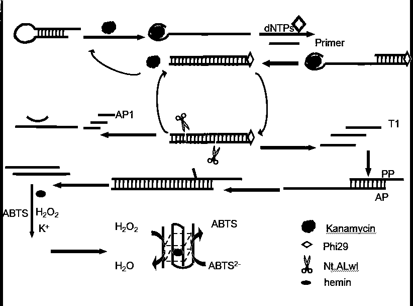 A method for detecting kanamycin