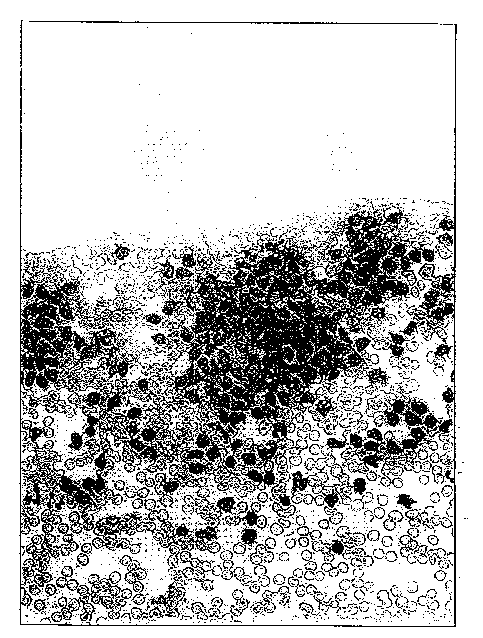 Method Of Preparing An Undifferentiated Cell