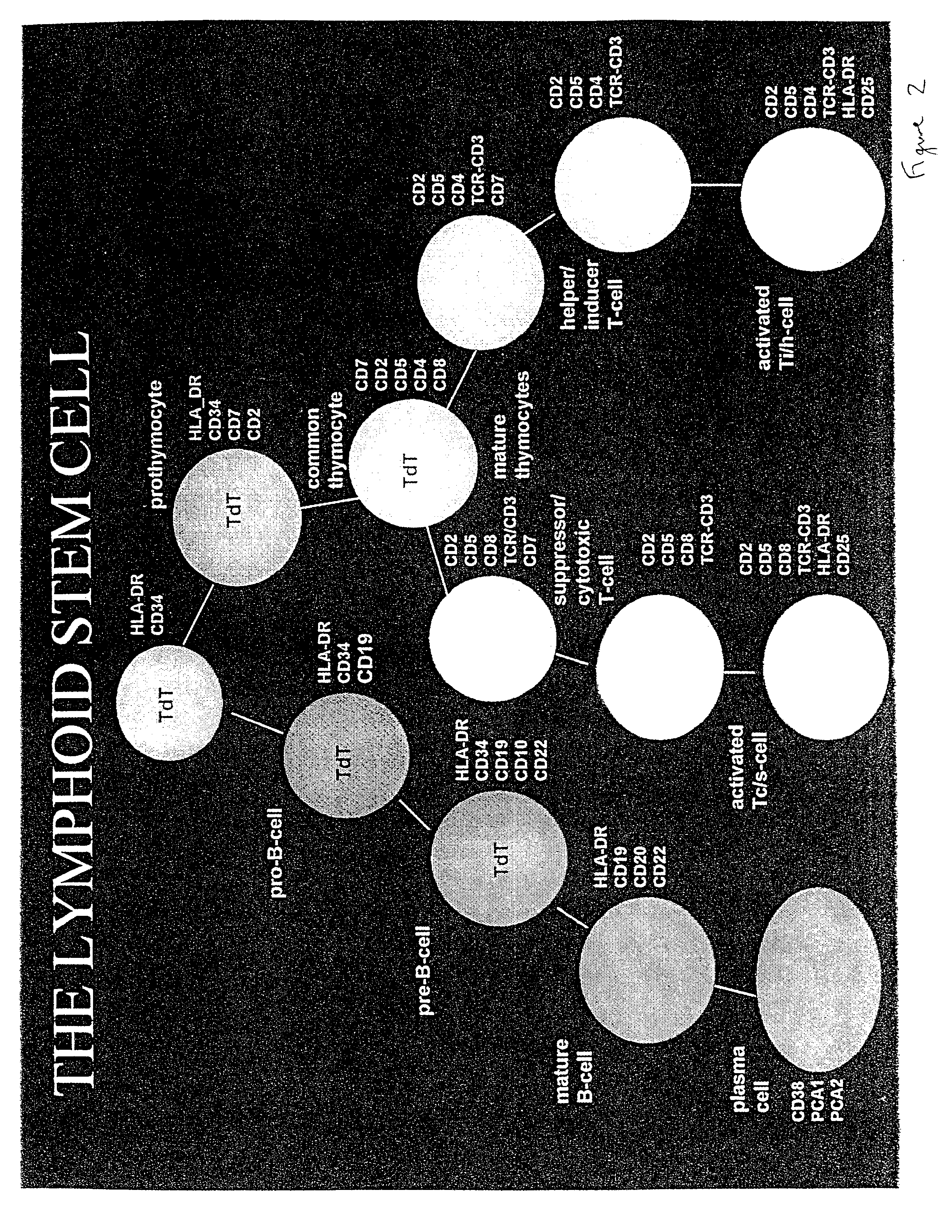 Method Of Preparing An Undifferentiated Cell