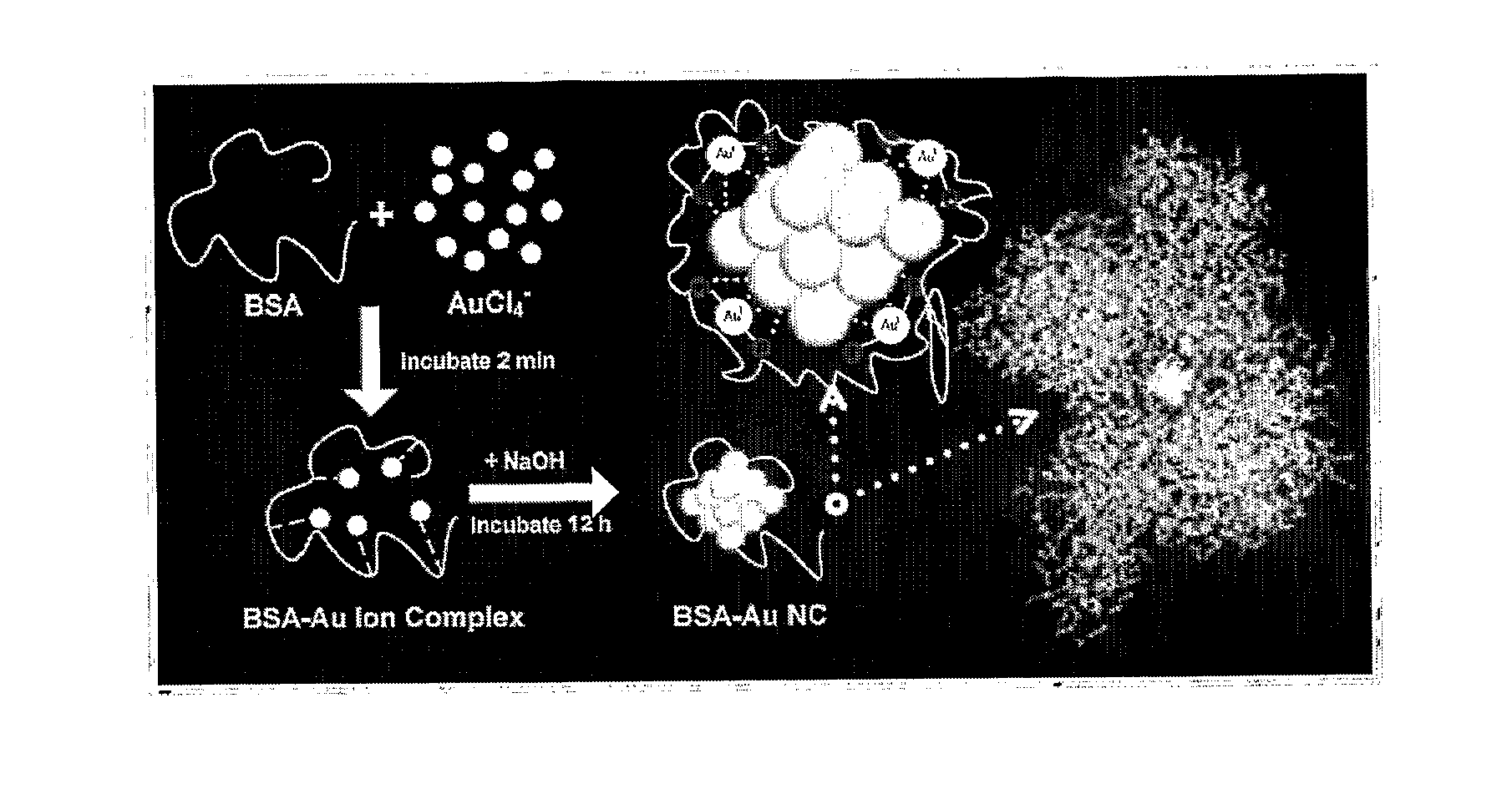 Methods, compositions, and articles comprising stabilized gold nanoclusters