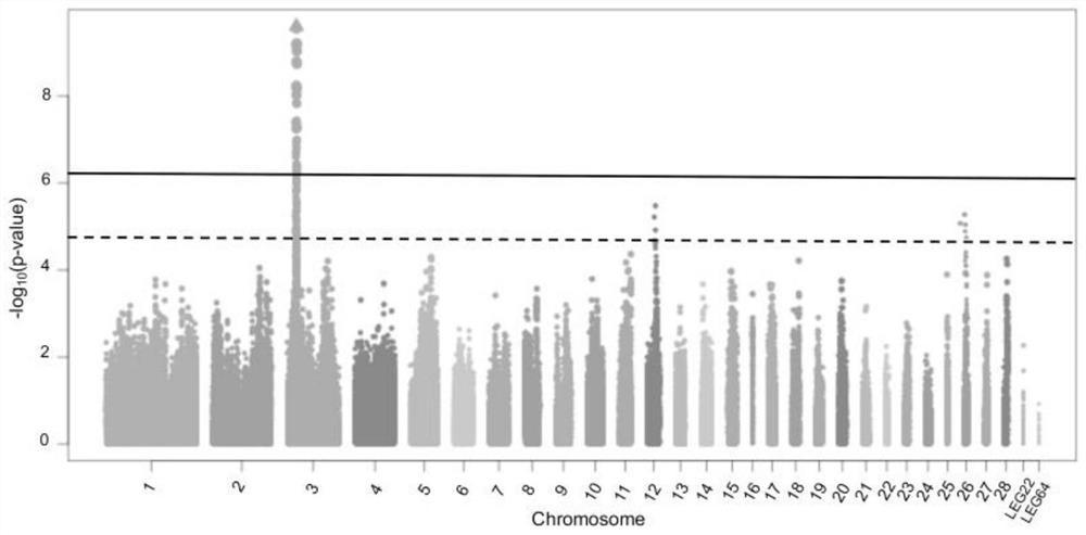 A kind of SNP molecular marker related to the number of glandular gastric papilla in chicken and its application