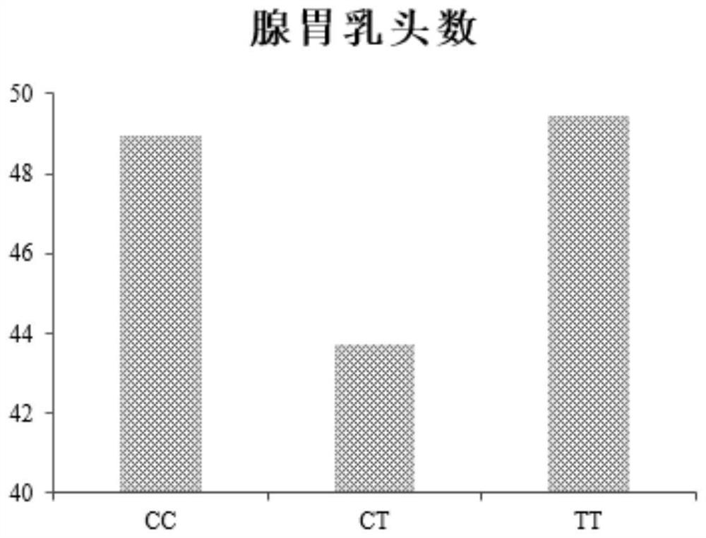 A kind of SNP molecular marker related to the number of glandular gastric papilla in chicken and its application