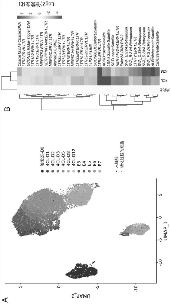 Culture medium and method for establishing and maintaining early embryonic-like cells