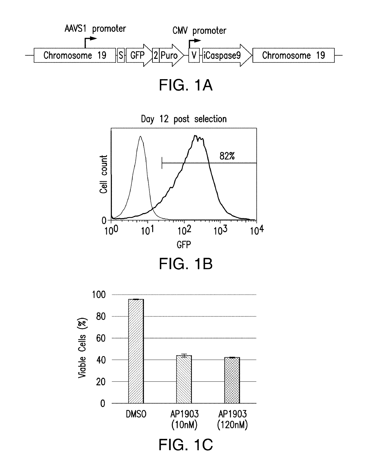 Genomic engineering of pluripotent cells