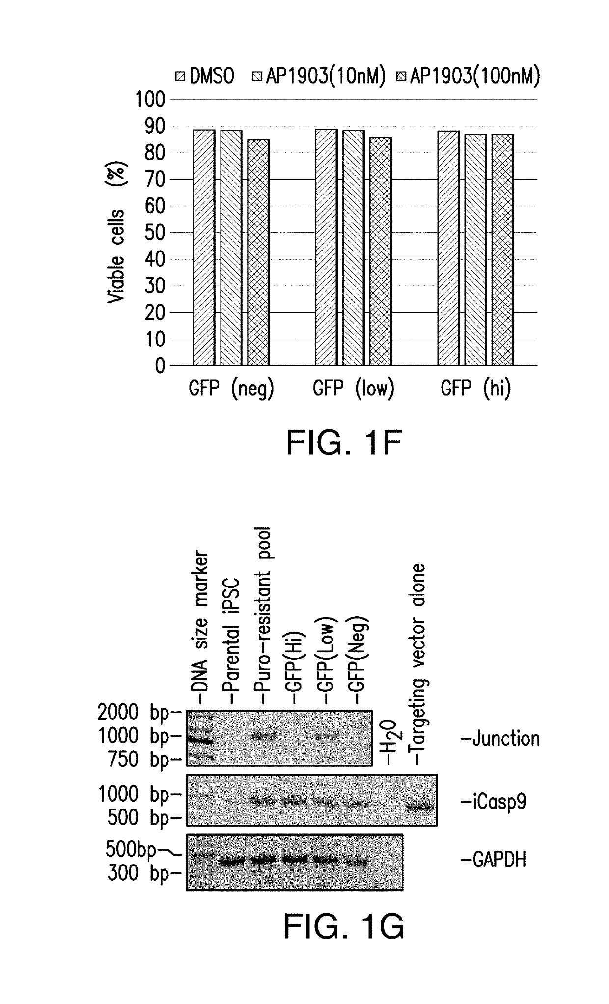 Genomic engineering of pluripotent cells