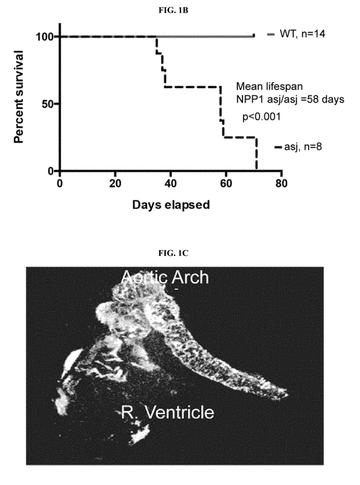 Compositions for Treating Pathological Calcification Conditions, and Methods Using Same