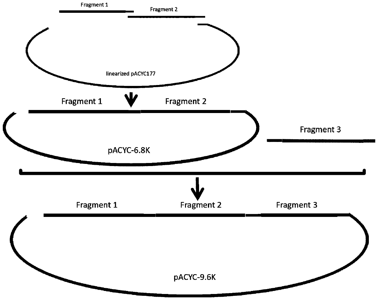 Construction method and application of Israeli acute paralysis virus (IAPV) infectious clone