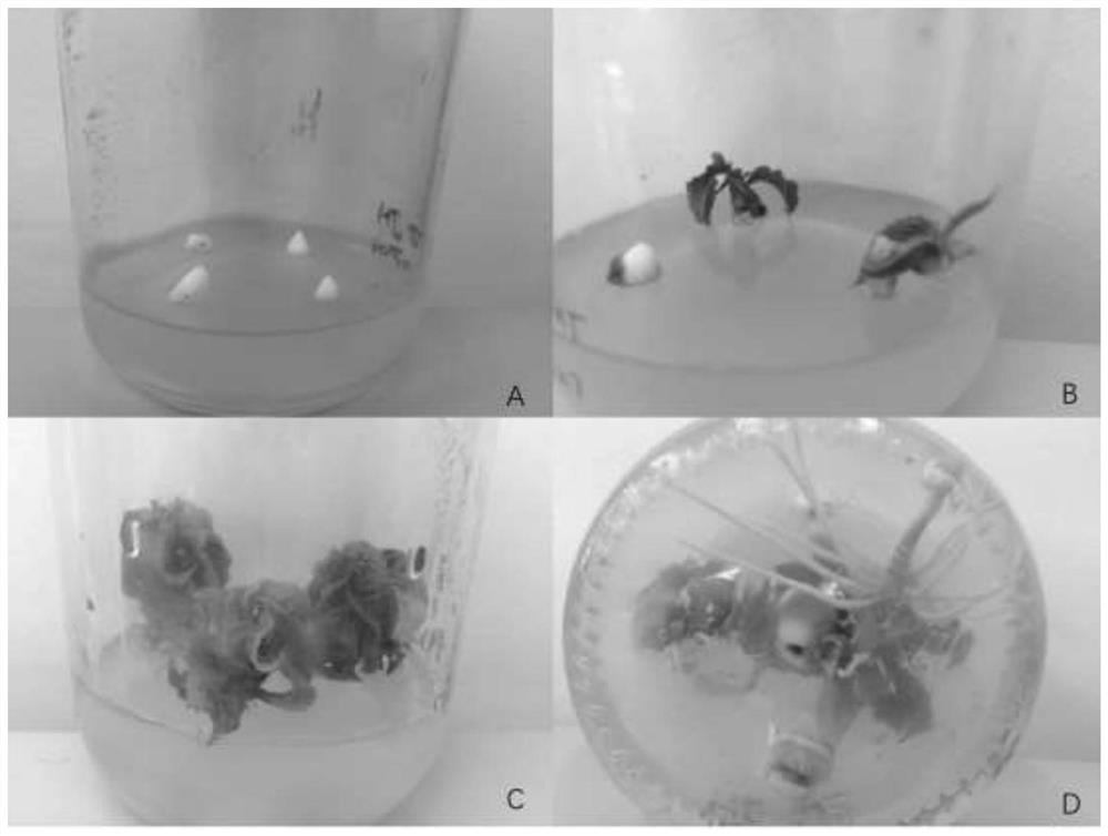 Tissue Culture Method for Rapid Seedling Growth of Intraspecific Hybrid F1 Generation of Sweet Cherry