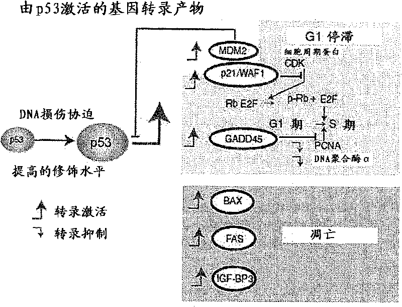 Pharmaceutical composition for preventing and treating cancer and health food containing the same for preventing and treating cancer