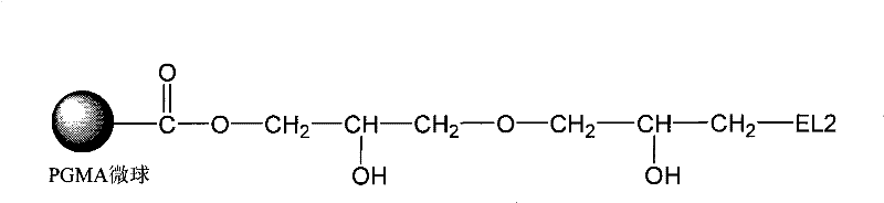 Polypeptide for detecting human cancer cells, and application thereof