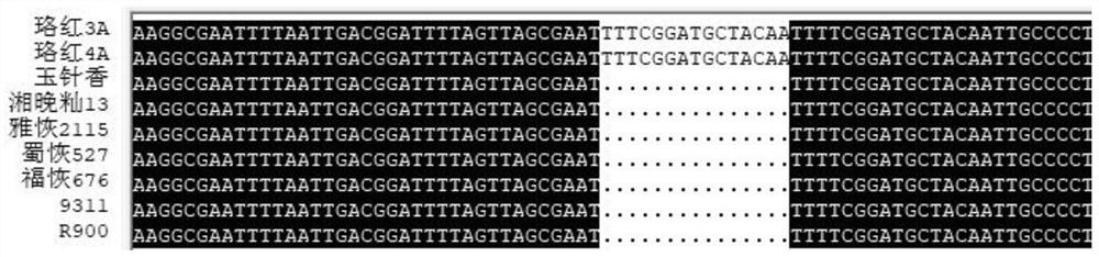 Specific indel molecular marker primer for detecting rice osnramp5 gene and its application