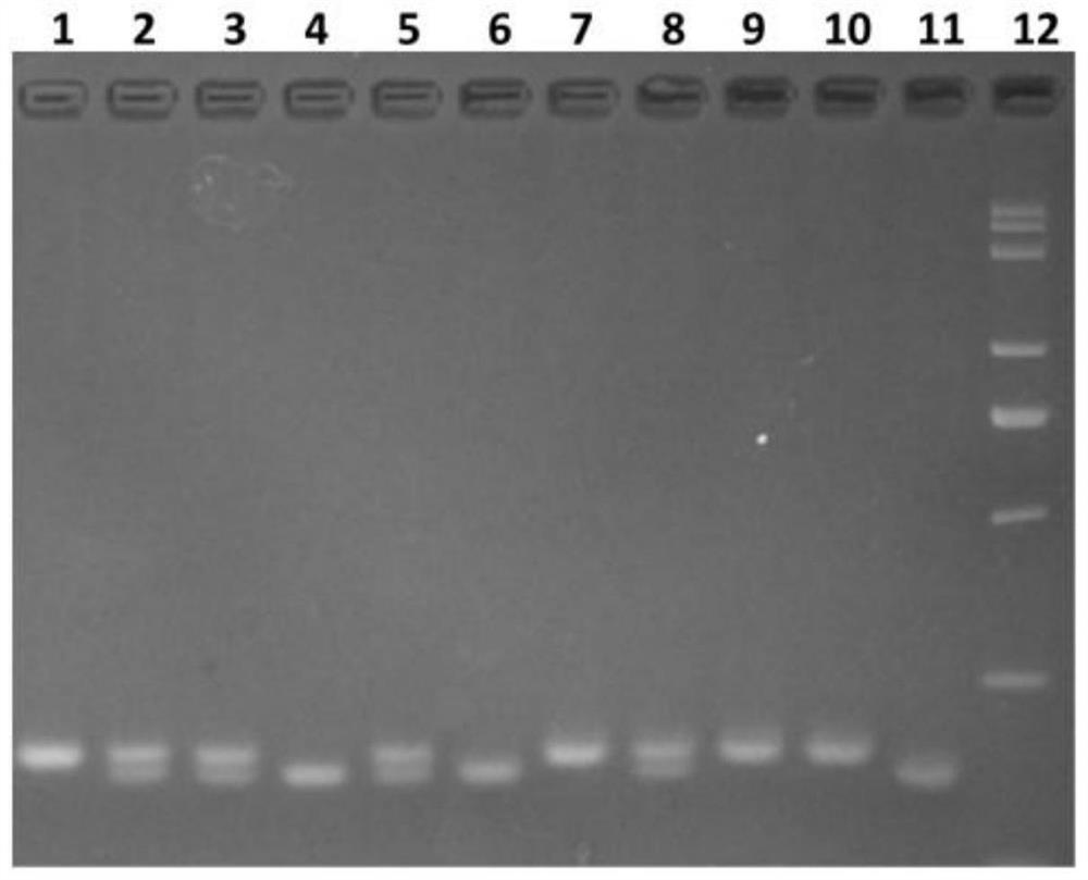 Specific indel molecular marker primer for detecting rice osnramp5 gene and its application